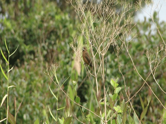 Chestnut-bellied Seed-Finch - ML201741001