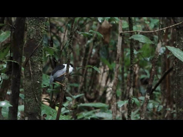 White-bearded Manakin - ML201741011