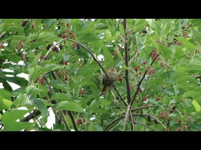 Olive Spinetail - ML201741021