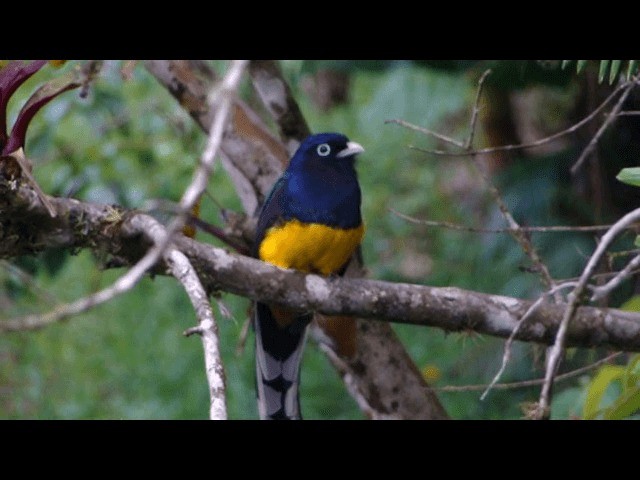 Green-backed Trogon - ML201741041