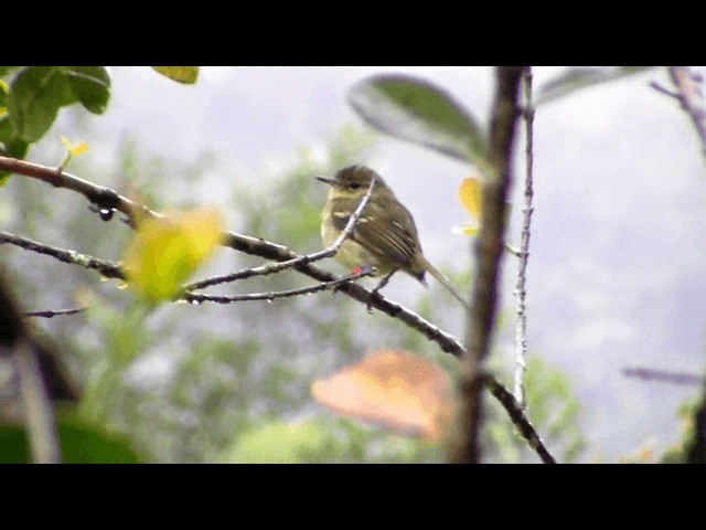 Restinga Tyrannulet - ML201741061