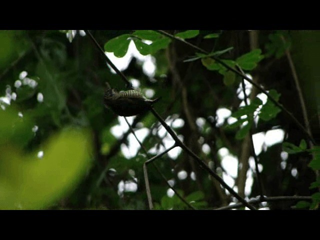 Golden-spangled Piculet (Pernambuco) - ML201741071