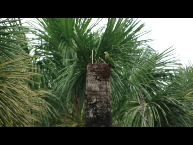 Red-bellied Macaw - ML201741081