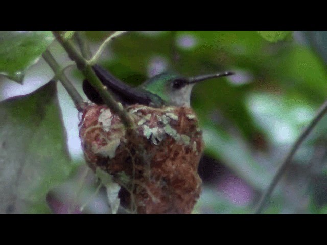 kolibřík fialovotemenný - ML201741111