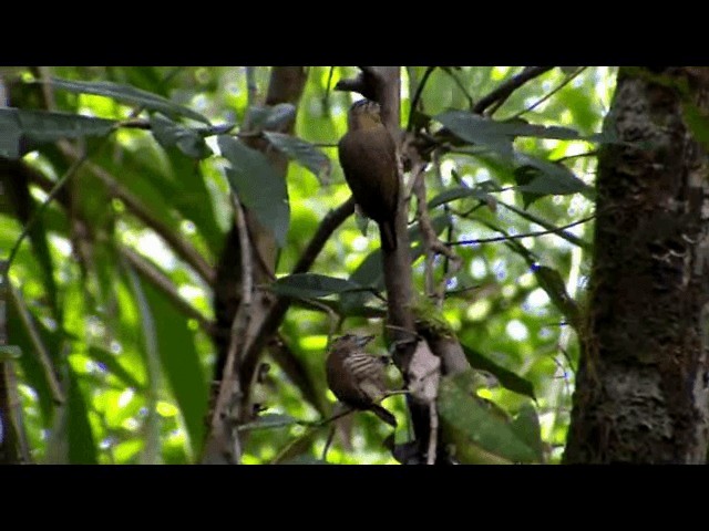 Ochre-collared Piculet - ML201741121