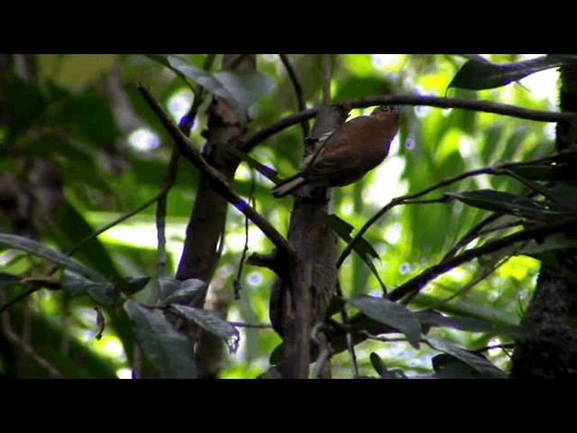 Ochre-collared Piculet - ML201741131