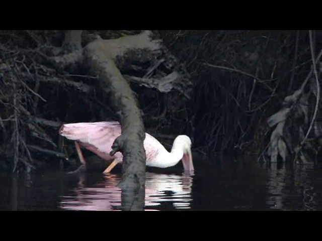 Roseate Spoonbill - ML201741211