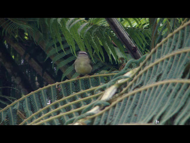 Yungas Warbler - ML201741261