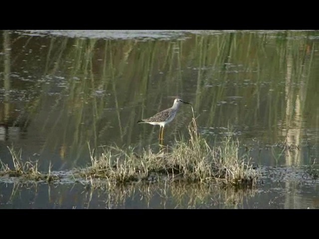 Pectoral Sandpiper - ML201741271