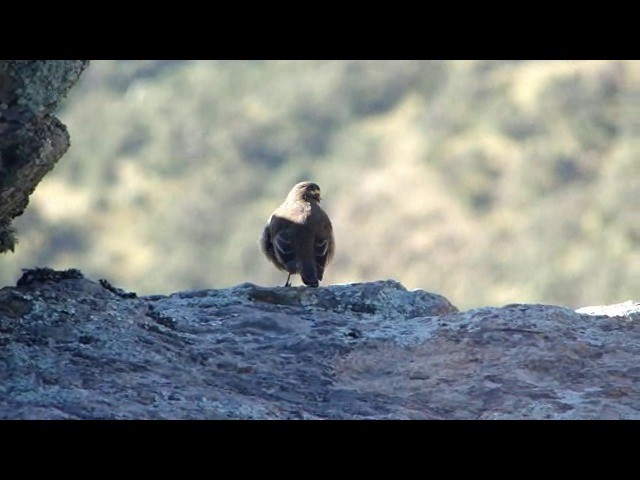 Remolinera Común Meridional - ML201741291