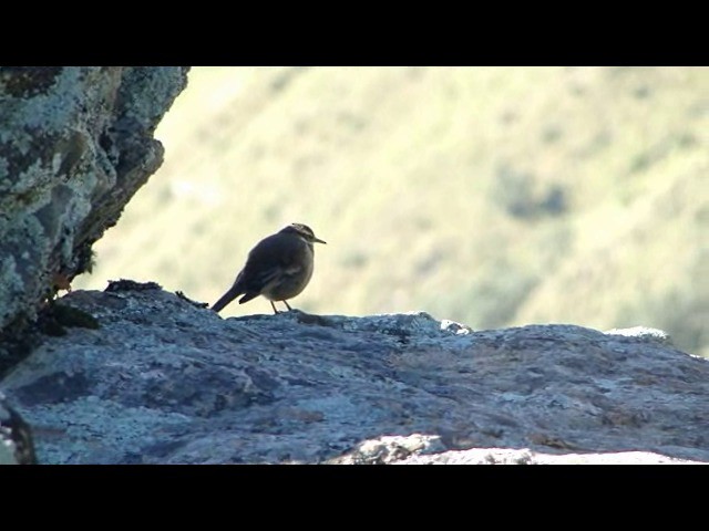 Remolinera Común Meridional - ML201741301