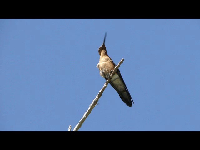 Giant Hummingbird - ML201741381