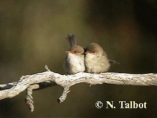 Superb Fairywren - ML201741491