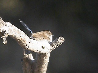 Superb Fairywren - ML201741501