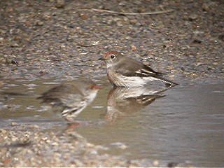 Red-capped Robin - ML201741571