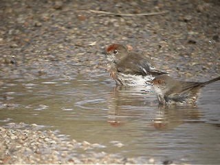 Red-capped Robin - ML201741591