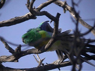 Perico Dorsirrojo - ML201741621