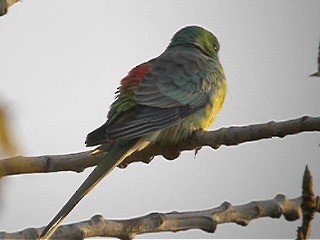 Perico Dorsirrojo - ML201741631