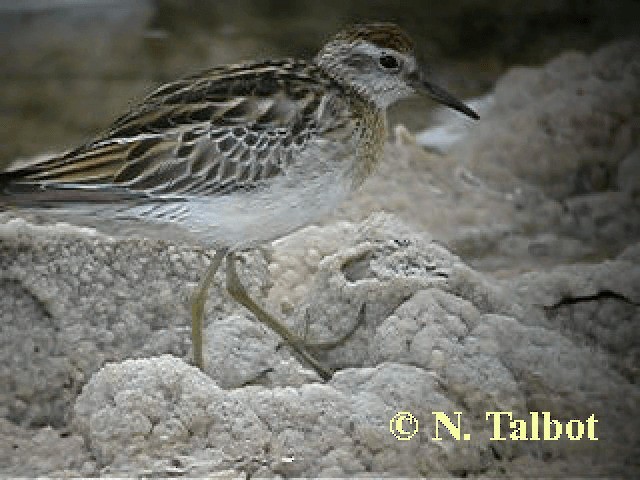 Sharp-tailed Sandpiper - ML201741691