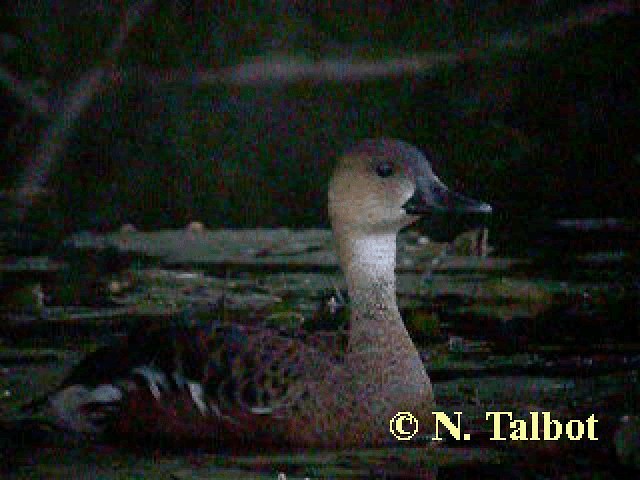 オオリュウキュウガモ - ML201741771