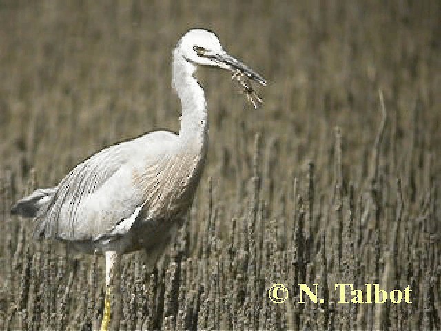 White-faced Heron - ML201741781