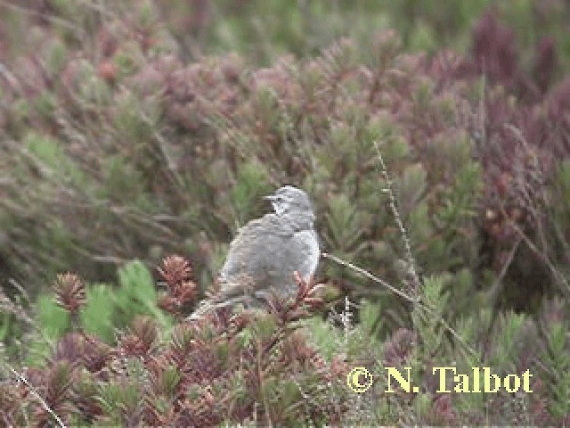 White-fronted Chat - ML201741791