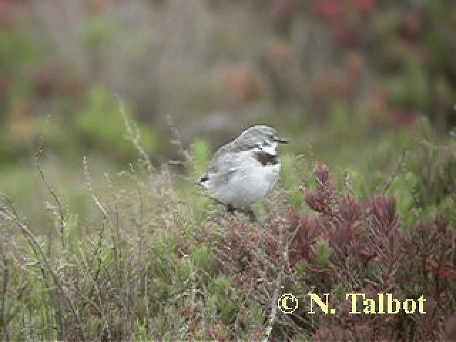 White-fronted Chat - ML201741811