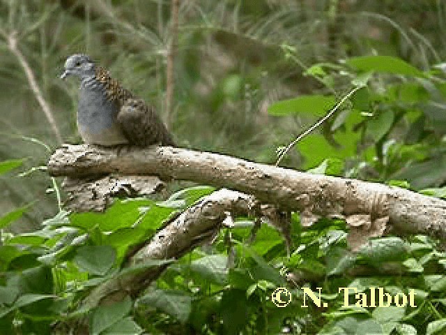 Bar-shouldered Dove - ML201741851