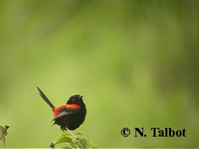 Red-backed Fairywren - ML201741901