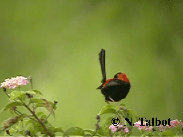 Red-backed Fairywren - ML201741911