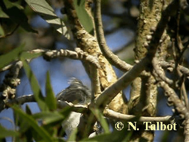 Restless Flycatcher - ML201741931
