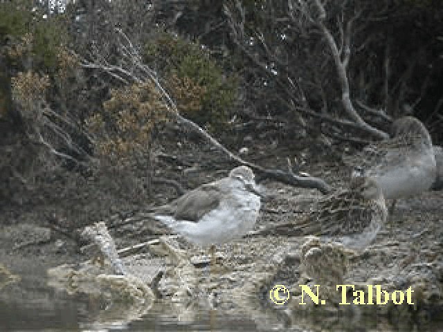 Terek Sandpiper - ML201741971