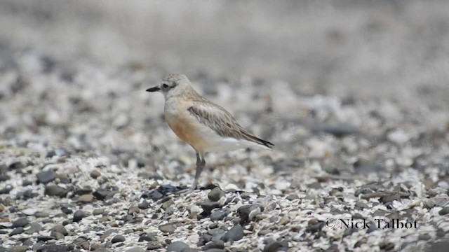 Red-breasted Dotterel (Northern) - ML201742031