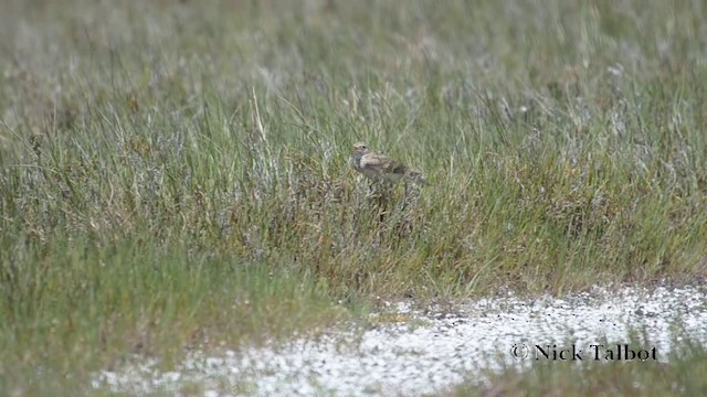 Eurasian Skylark - ML201742041