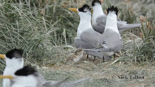 鳳頭燕鷗 - ML201742051