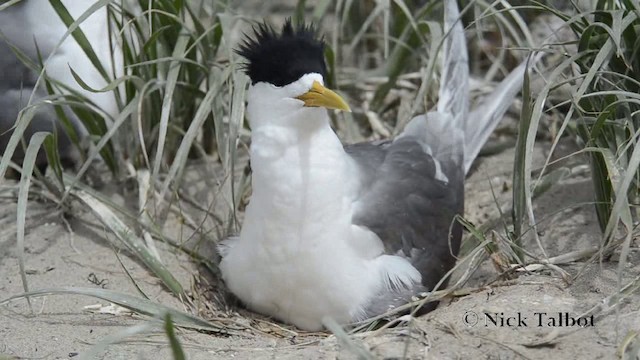 Great Crested Tern - ML201742061