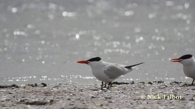 Caspian Tern - ML201742071