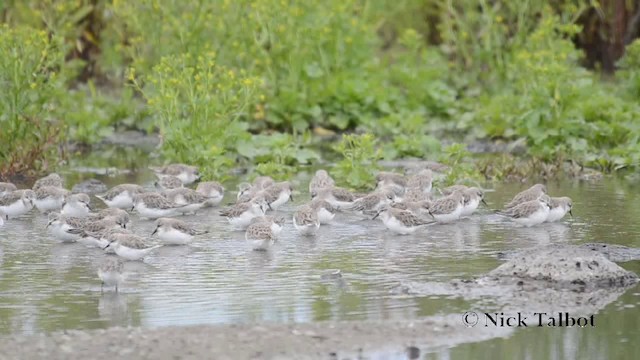 rødstrupesnipe - ML201742081