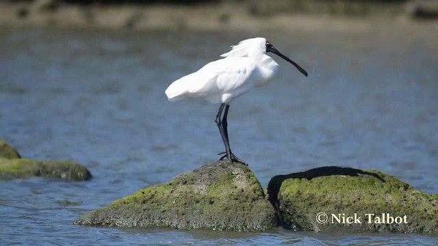 Royal Spoonbill - ML201742091