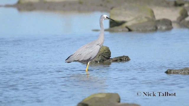 White-faced Heron - ML201742101