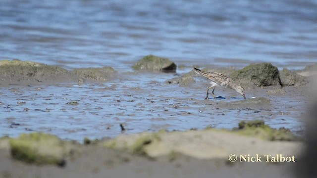 Sharp-tailed Sandpiper - ML201742111