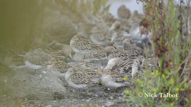 Sharp-tailed Sandpiper - ML201742121