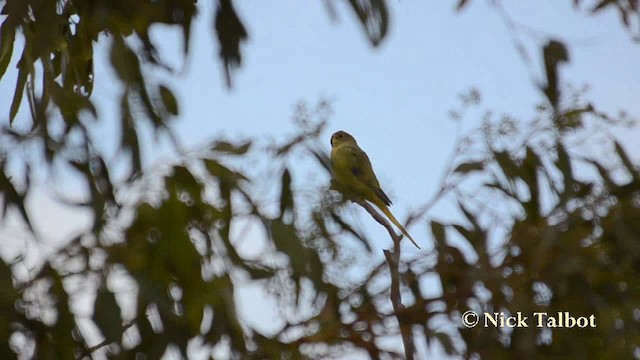 Elegant Parrot - ML201742171