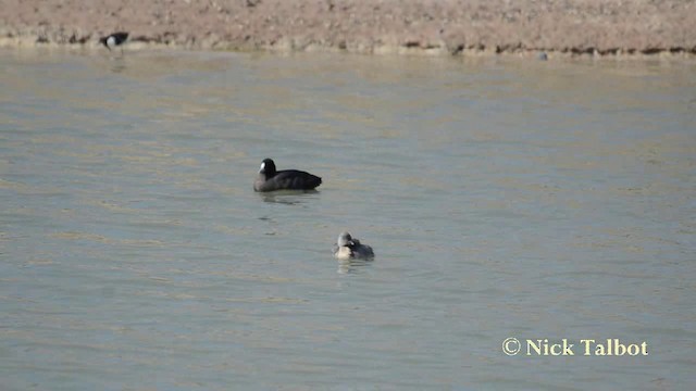 Hoary-headed Grebe - ML201742181