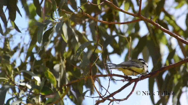 Eastern Shrike-tit - ML201742211