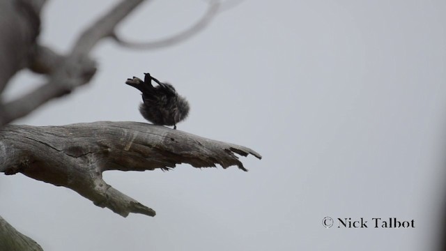 Dusky Woodswallow - ML201742231