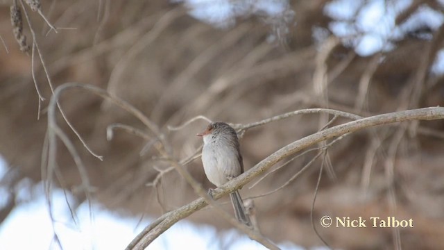 Superb Fairywren - ML201742241