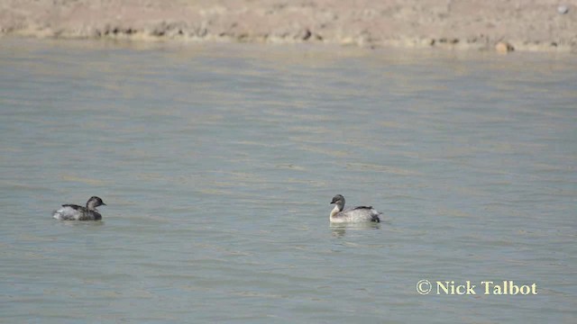 Hoary-headed Grebe - ML201742251