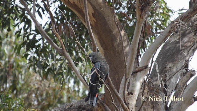 Glossy Black-Cockatoo - ML201742281