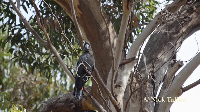 brunkakadu - ML201742291